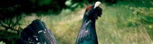 urogallo
