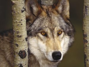 Lobo