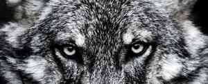 Lobo