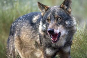 Lobo Ibérico
