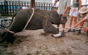 Entrenamiento para circo de elefante bebe Entrenamiento para circo de elefante bebe