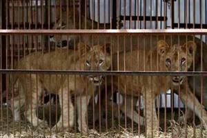 Leones enjaulados. Los circos sin animales evitan el sufrimiento. Leones enjaulados. Los circos sin animales evitan el sufrimiento.