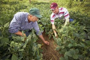 Agricultura Ecológica