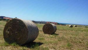 Rollos de hierba en los alrededores del cabo Peñas