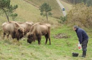 Bisontes europeos. Fuente LNE