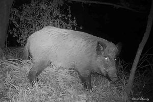 Fotografía de jabalí obtenida del blog Naturaleza Cantábrica