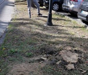 árbol talado en Raíces (Avilés)