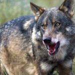 Lobo Ibérico
