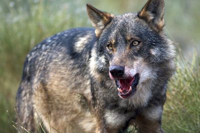 Lobo Ibérico