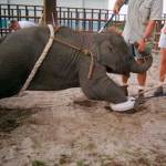 Entrenamiento para circo de elefante bebe