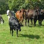 vacas