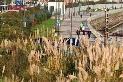 Plantas Invasoras en Avilés