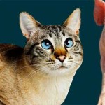 Derechos de los Animales