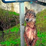 Lobo Asesinado en Asturias