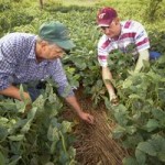 Agricultura Ecológica