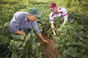 Agricultura Ecológica