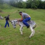 carrera burros