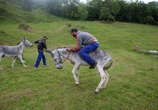carrera burros