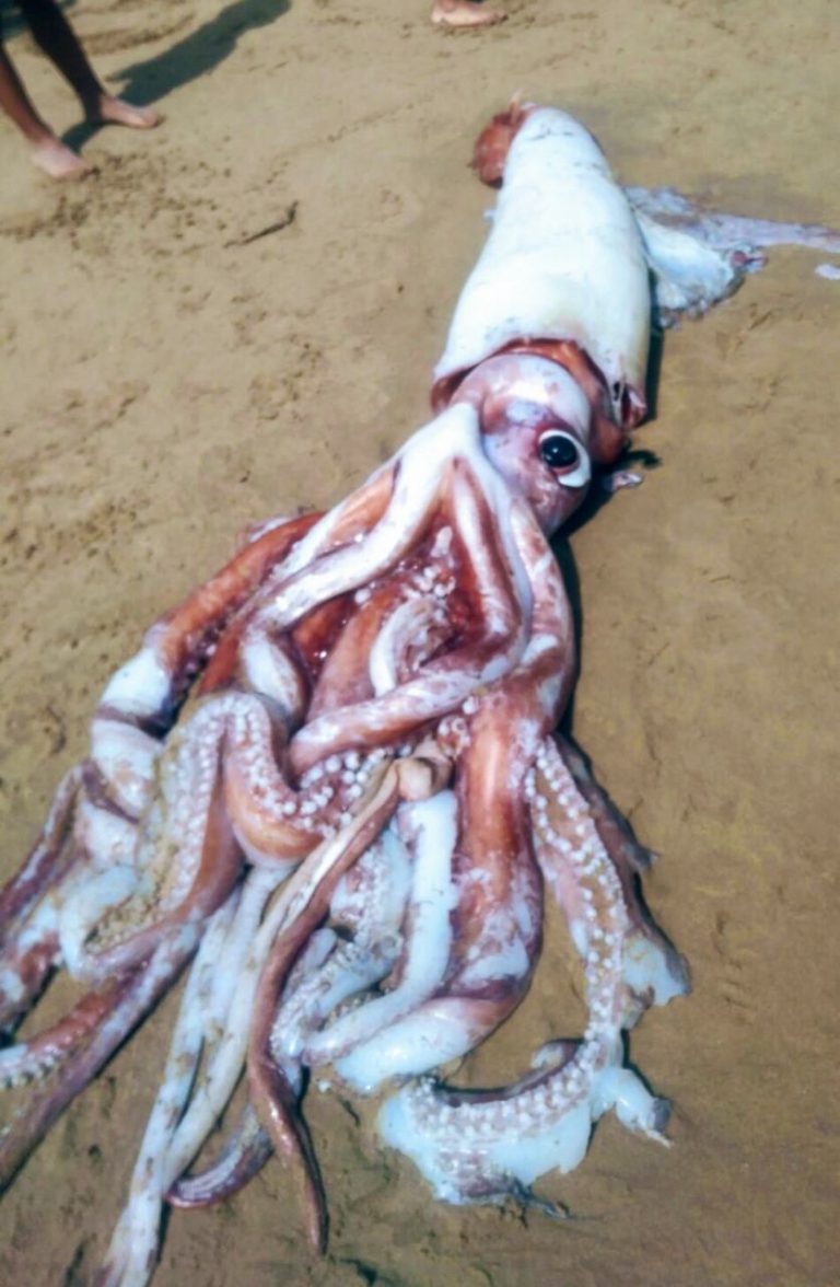 Responsabilidad con la recogida de animales photo5852559558835284808