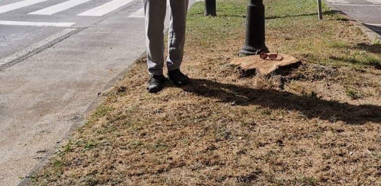 Un árbol vale más que una farola photo5787301280279015660